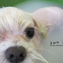 바비 애견샵 이미지