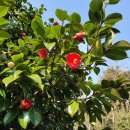 한란전시관 이미지