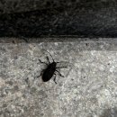 태백하늘소 이미지