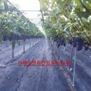 둔덕농장2 이미지