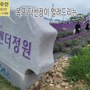 안좌면 퍼플섬 라벤더 꽃축제 다녀왔습니다. 이미지