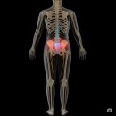 위례바른한의원 | 병원치료도 포기한 좌골신경통 운동으로 극복한 방법!