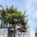 제이엔디자인 | 구리 주택조경업체 제이엔조경 추천 후기