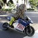 대신 오토바이 이미지