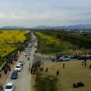 (부산) 맥도 생태 공원 - 유채꽃 축제 이미지