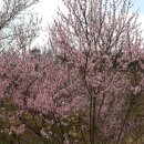 자현축산