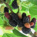 오디( mulberry)의 효능(변비와 다이어트에 도움을 줍니다) 이미지