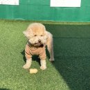 광주유치원 | 출퇴근 걱정 덜었어요, 광주애견유치원 멍테소리 이용 후기