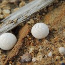 꼭지목장 이미지