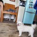 콩이네 민박 이미지