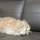 내 품안의 반려견(강서점) | 강서구애견훈련 유럽식 반려견 교육 독스네이처 노즈워크 프로그램 후기 ft.소심강아지