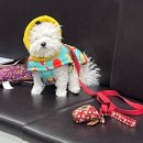 개들의 집 | 부평 강아지 미용실 추천 우주를줄개 비숑 미용 후기