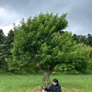 호동목장 이미지