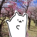 [Japan🇯🇵] 일본 오사카 4박 5일 여행 Day-2(1) 아침으로 요시노야 덮밥/오사카성 🏯/오사카성 매화 축제...