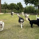 댄싱도그 이미지