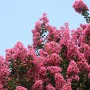 배롱나무길 이미지