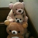 귀여운 강아지 이미지