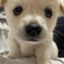 쟁이쟁이라이브 | 김성규 콘서트 LV4 후기 쪄왔어요 성규오빠는 보라!!!!