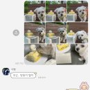 해피벌스댕댕 이미지