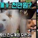 진도개 사랑 이미지