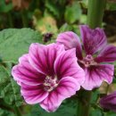 접시꽃민박 이미지