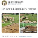 군산시 유기동물 보호센터 트윗들 이미지