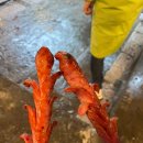 대만 식도락 여행 가져옴 (근데 지진을 곁들인...)