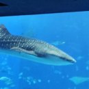 (유)바다렌트카 이미지