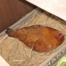 세심 이미지