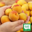 광양매화골농원 영농조합법인 이미지