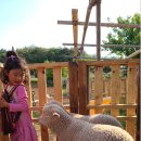 하빛율빠꿈사리 이미지