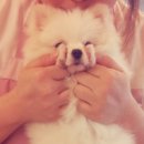 오원석 황금동물병원 이미지