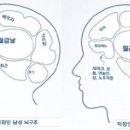 직장인 뇌구조 이미지