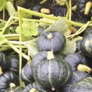 청정함평 미니밤단호박(보우짱) 주문받습니다.(택배비포함 ) 이미지