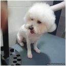 싹독싹독 | 평택애견미용 [싹독싹독] 비숑 클리핑 잘됐어요!