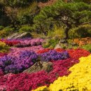 뜨락공원 사거리 교통섬(하늘공원) | 꽃으로 물든 가을 감성 충전! 서울 국화 명소 탐방 에세이 베스트 10 🌼