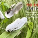 국내 유일 🤍🔴 흰제비불나방 ♂♀ 밤의 신비로운 짝짓기 (Chionarctia niveus) | 🌌짝짓기 현장 생생장면 이미지