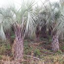 신평농장 이미지