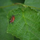 늘솔길공원양떼목장 이미지