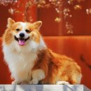 호계동물병원 이미지