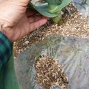 마늘각시 이미지