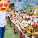 초정화원 이미지