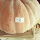 야촌(위) 이미지