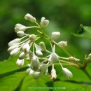 김삿갓면-15 이미지