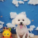 뚱이애견 이미지