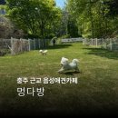 충주근교 음성애견카페 멍다방 방문후기