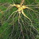 풍년양꼬치마라탕 이미지