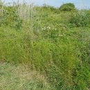 조천체육관 이미지