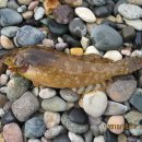 칠포2리 이미지