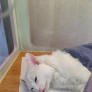 뭉치동물약국 이미지